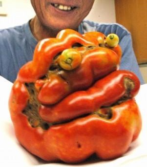 Tomate mutante