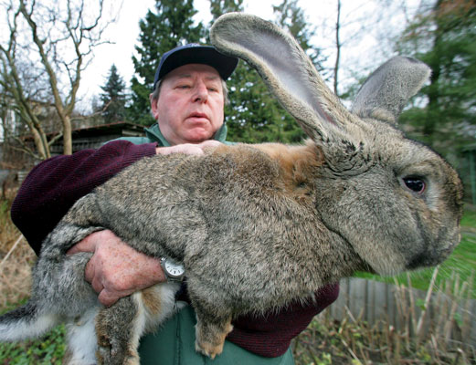 Viens mon gros lapin