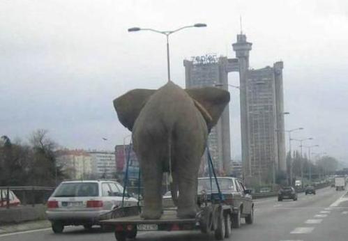 Elephant