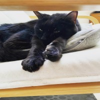 Non les humains, vous ne prendrez pas la voiture aujourd’hui. Je me fais chauffer les puces au soleil #catslifestyle